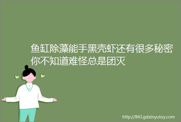 鱼缸除藻能手黑壳虾还有很多秘密你不知道难怪总是团灭